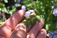 Polemonium pulcherrimum delicatum
