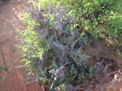 Pelargonium carnosum carnosum