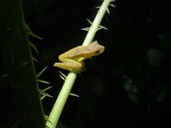 Dendropsophus minutus