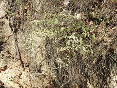 Rumex induratus