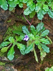 Ajuga pygmaea