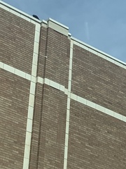 Columba livia domestica