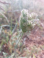Daucus muricatus