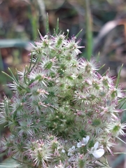 Daucus muricatus
