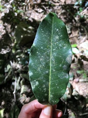 Vitellariopsis marginata