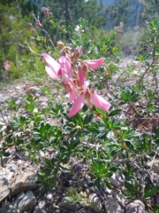 Ononis fruticosa