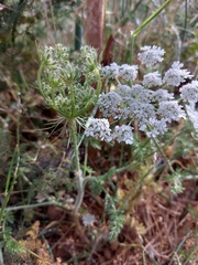 Daucus muricatus