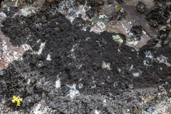 Pseudephebe pubescens