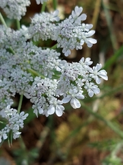 Daucus muricatus