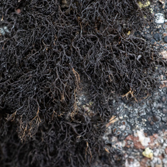 Pseudephebe pubescens