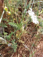 Daucus muricatus