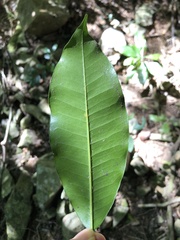 Vitellariopsis marginata