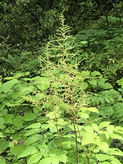 Astilbe biternata