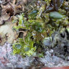 Tuckermanopsis platyphylla
