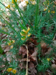 Genista hispanica