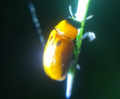 Coptocephala pallens