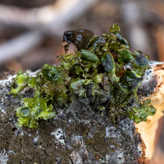 Tuckermanopsis platyphylla