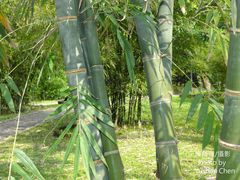 Dendrocalamus giganteus