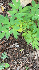 Lamprocapnos spectabilis