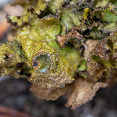 Tuckermanopsis platyphylla