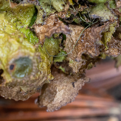 Tuckermanopsis platyphylla