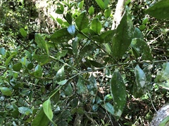 Buxus natalensis