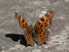 Polygonia c-album