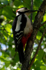 Dendrocopos major