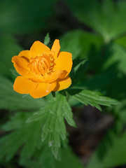 Trollius asiaticus
