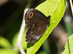 Erebia cyclopius
