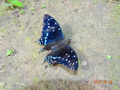 Charaxes etesipe