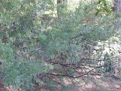 Rhamnus oleoides