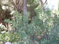 Rhamnus oleoides