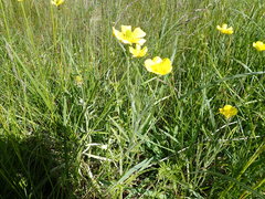 Ranunculus illyricus