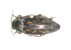 Buprestis dalmatina