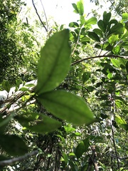 Buxus natalensis