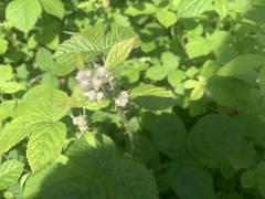 Rubus