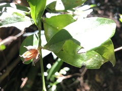 Buxus natalensis