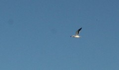 Larus dominicanus vetula