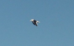 Larus dominicanus vetula