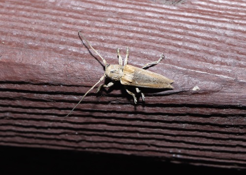 Niphona furcata