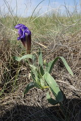 Iris glaucescens