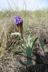 Iris glaucescens