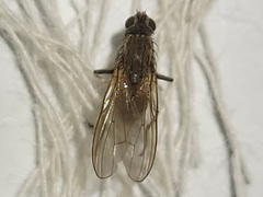 Fucellia tergina