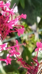 Centranthus ruber