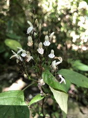 Isoglossa delicatula