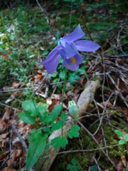 Aquilegia alpina