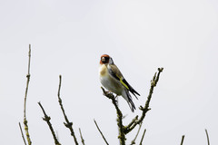 Carduelis carduelis