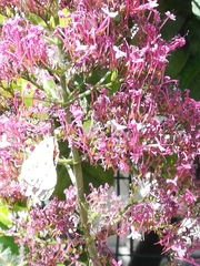 Centranthus ruber