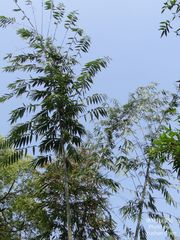 Dendrocalamus giganteus